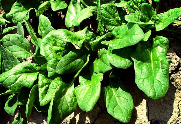 Popeye had it right with spinach!