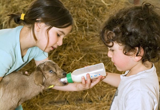 Family Farmstay